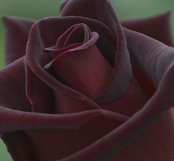 Блэк Баккара (Black Baccara)